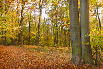 Sticker - Autumn forest with yellowed trees and fallen leaves