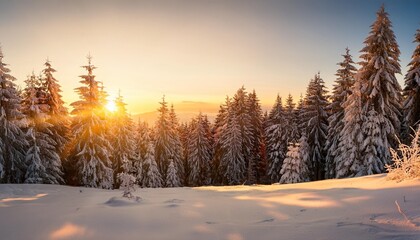 winter sunset in black forest snowy trees bathed in warm light realistic landscape photo