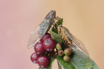 Two evening cicadas are resting on a bunch of wild plant fruits. This insect has the scientific name Tanna japonensis.