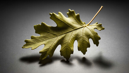 Canvas Print - Simple oak leaf with plain background