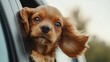 © Napasnan - A puppy looking out of a car window, ears flapping in the wind and a happy, carefree expression on its face