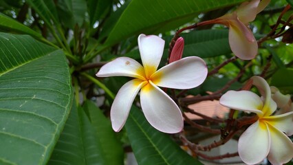 Wall Mural - Close-up of a white and yellow plumeria flower.