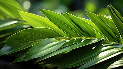 Wall Mural - close up of green leaves