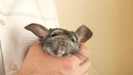 Wall Mural - People care for and play with chinchillas.