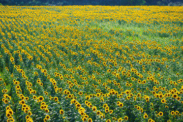 sunflower field and summer nature, beautiful sunny landscape