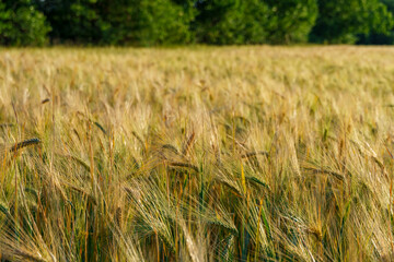 wheat field and summer nature, beautiful sunny landscape