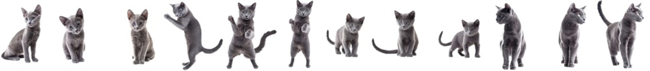 Grey cat collection isolated on white background. Korat cat