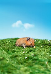 Sticker - there is a hamster that is laying on the grass