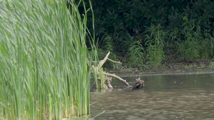 Wall Mural - Kingfisher Perched in a Reed Bed Fishing