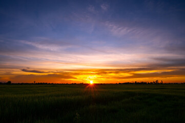 Wall Mural - sunrise sunray sunset in field.sunset at cultivated land in the countryside on a summer evening with