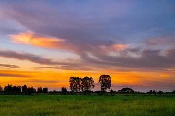 Wall Mural - sunrise sunray sunset in field.sunset at cultivated land in the countryside on a summer evening with