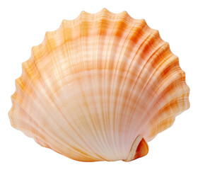 PNG Sea shell clam sea white background.