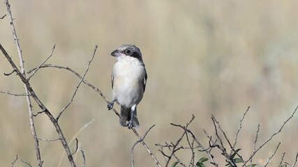 Wall Mural - Lesser Grey Shrike, Lanius minor. In the wild. Slow motion.