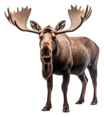 Poster - PNG Moose wildlife animal mammal.