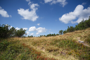 beautiful landscape with blue sky and grassy plain