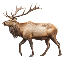 Canvas Print - PNG Elk wildlife animal mammal.