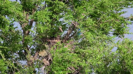 Wall Mural - Common buzzard buteo buteo, in the wild. Chicks in the nest during the nesting season.