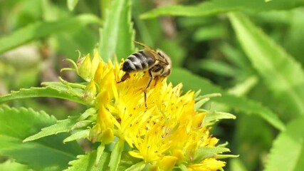 Aufkleber - A bee collects nectar and pollen from the inflorescence of Rhodiola rosea.
Rhodiola rosea in the form of tea is used to relieve fatigue, overwork, to increase performance and endurance. 
