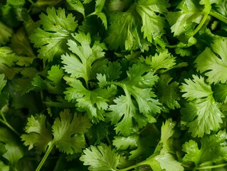 Vibrant Green Cilantro Leaves with Delicate Lobed Edges - Closeup of Fresh Aromatic Herb for Cooking