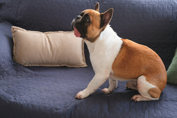 French Bulldog sits on a couch, with its tongue out. The relaxed home setting highlights the dog’s playful and content nature, pets at home