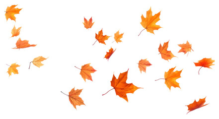 Wall Mural - png flying autumn leaves backgrounds autumn maple.