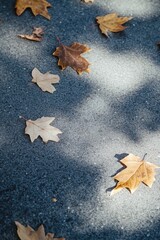 Canvas Print - Autumn Leaves on Ground