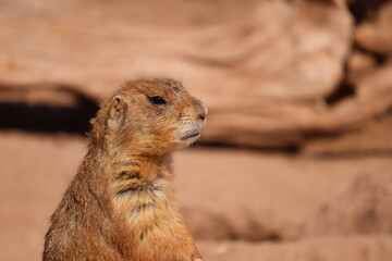 prairie dog in the desert