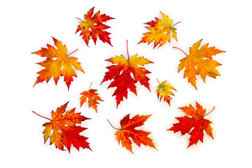 Wall Mural - autumnal maple leaves on a white background. top view, flat lay