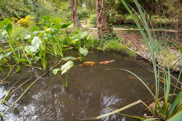 pond of the british botanical garden of Bratislava