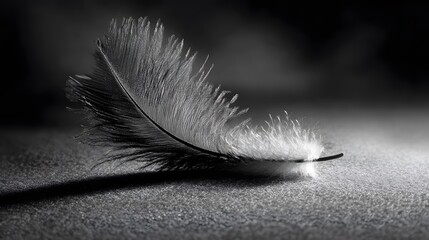 Black-and-white image of a single feather on a smooth surface, with detailed textures and soft shadows emphasizing its delicate structure