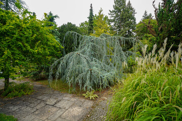 pathway in the british botanical garden of Bratislava