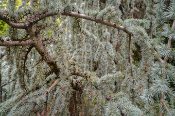 close up vegetation from the british botanical garden of Bratislava