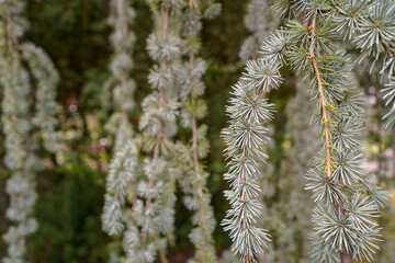 close up vegetation from the british botanical garden of Bratislava