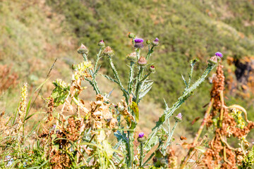 Wall Mural - fresh thistle closeup on mountain slope in summer