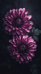 Poster - Two purple dahlias blooming in the dark