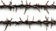 © Siasart - Close-up of barbed wire with sharp thorns against a white background.