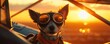 © Denys - Dog pilot wearing aviator goggles enjoying flight at sunset