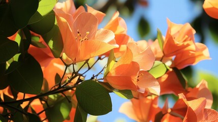 Wall Mural - Peach Flowers in Bloom