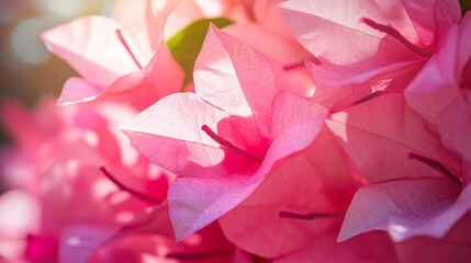 Wall Mural - Pink Bougainvillea Flowers in Bloom