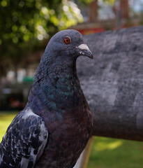 close up of a pigeon