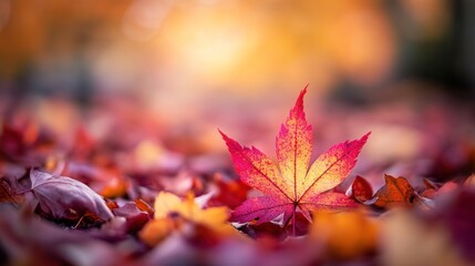 Wall Mural - A vibrant red maple leaf amidst a colorful autumn backdrop of fallen leaves.