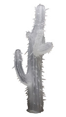 Poster - PNG Cactus plant weaponry sharp.