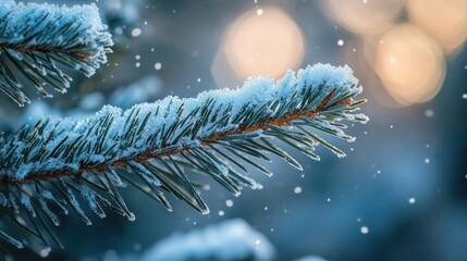 Wall Mural - A close-up of a snow-covered pine branch with soft bokeh lights in the background.