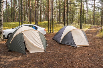Fototapete - Two tents are pitched in a tranquil forest setting beside a parked car, surrounded by tall trees and green foliage