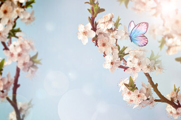 Wall Mural - Flowering branches and petals on a blurred background with butterfly,