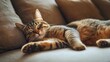 © chutikan - Cat relaxing on a sofa, stretched out with a relaxed posture, fur soft and well-groomed, cozy home interior -