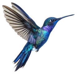 PNG A flying blue hummingbird photography birdwatching colorful.