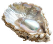 © Rawpixel.com - PNG Elegant iridescent pearl in shell