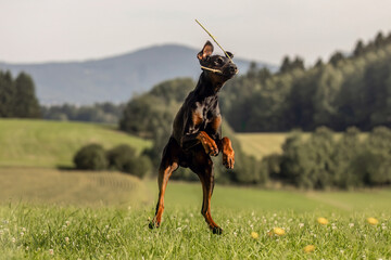 Poster - An adult male doberman dog playing happily on a meadow in summer outdoors