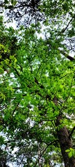 leaves in the forest